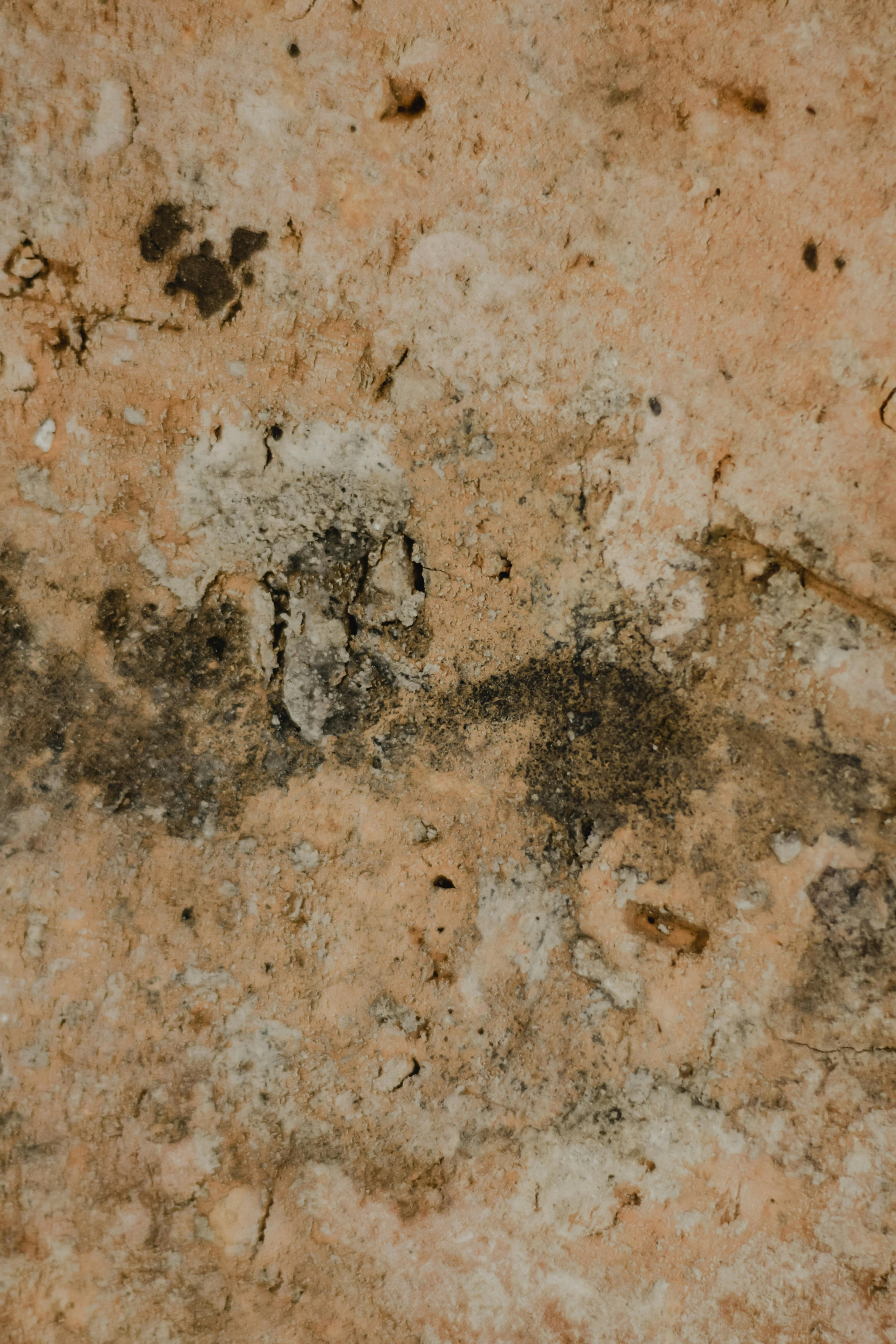 Mold growing on a wall